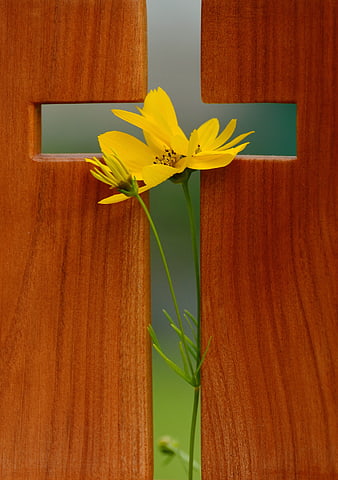 Yellow flower blooming through wooden cross cutout