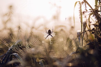 Garden Spider on Web in Morning Dew