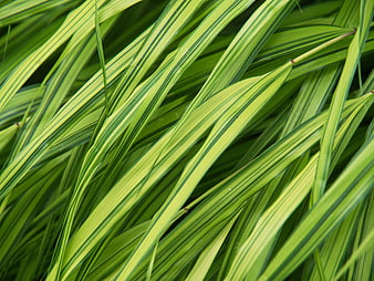Close-up of Variegated Green Grass Leaves Pattern