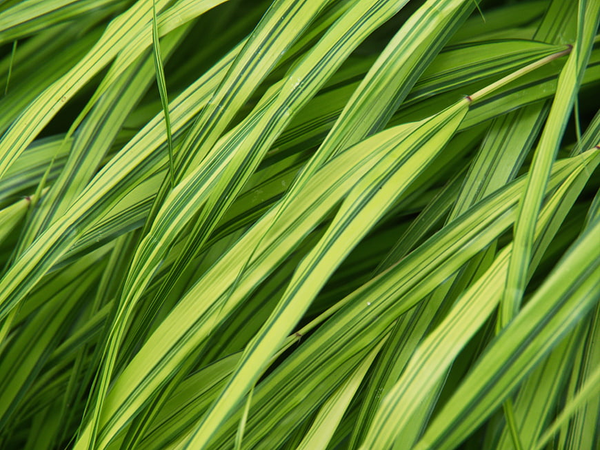 Close-up of Variegated Green Grass Leaves Pattern