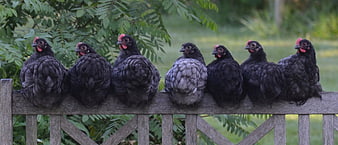 Seven black chickens perched in a row on a wooden fence