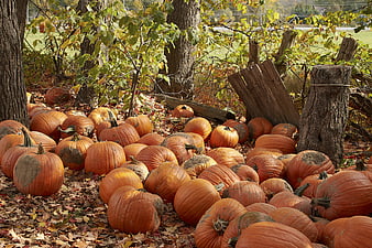 Pumpkin Patch in Autumn Forest with Fallen Leaves