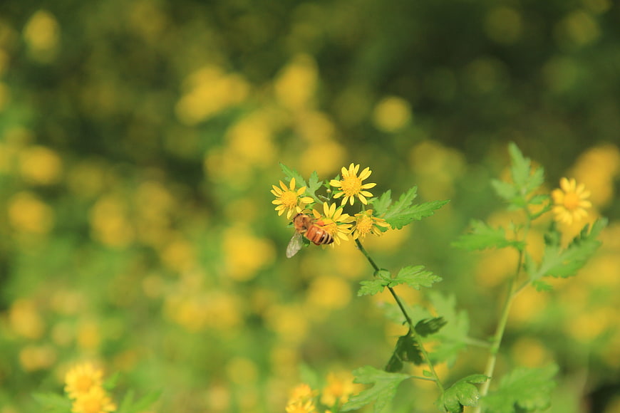 Honeybee Pollinating Yellow Wild Chrysanthemum Flowers
