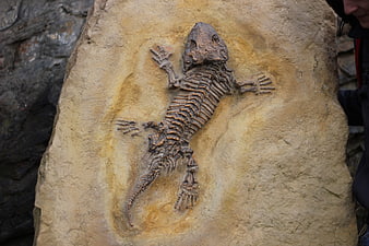 Ancient Lizard Fossil Skeleton Embedded In Natural Rock Slab