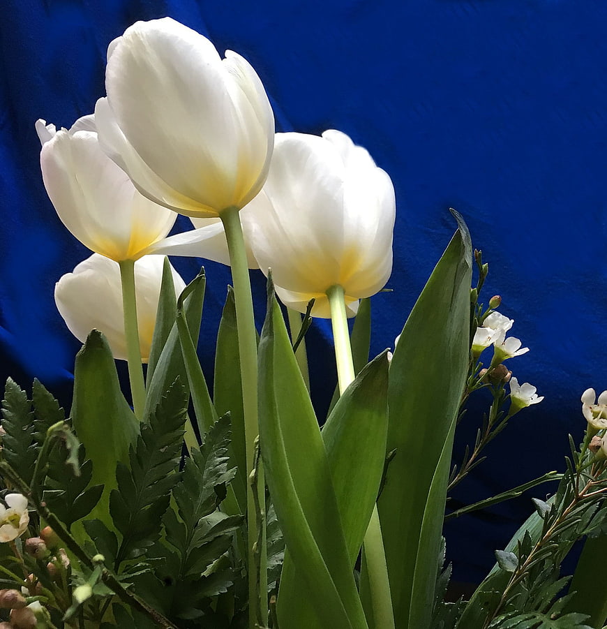 White Tulips with Yellow Centers Against Blue Background