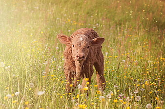 Cute brown calf walking through sunny meadow with wildflowers