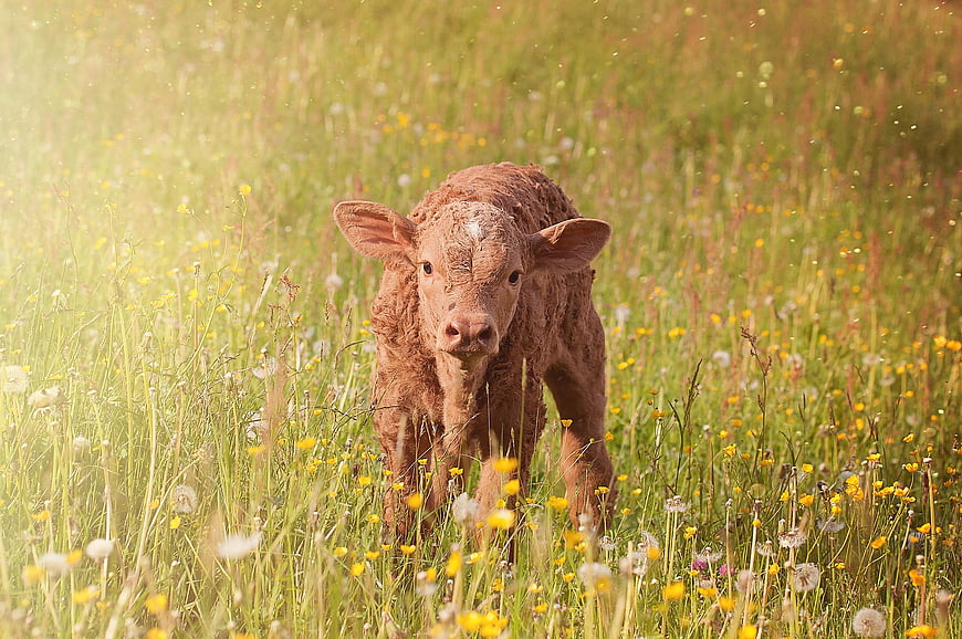 Cute brown calf walking through sunny meadow with wildflowers