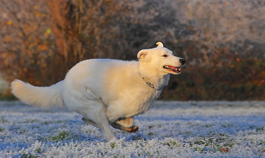 White Kuvasz Dog Running on Frosty Grass