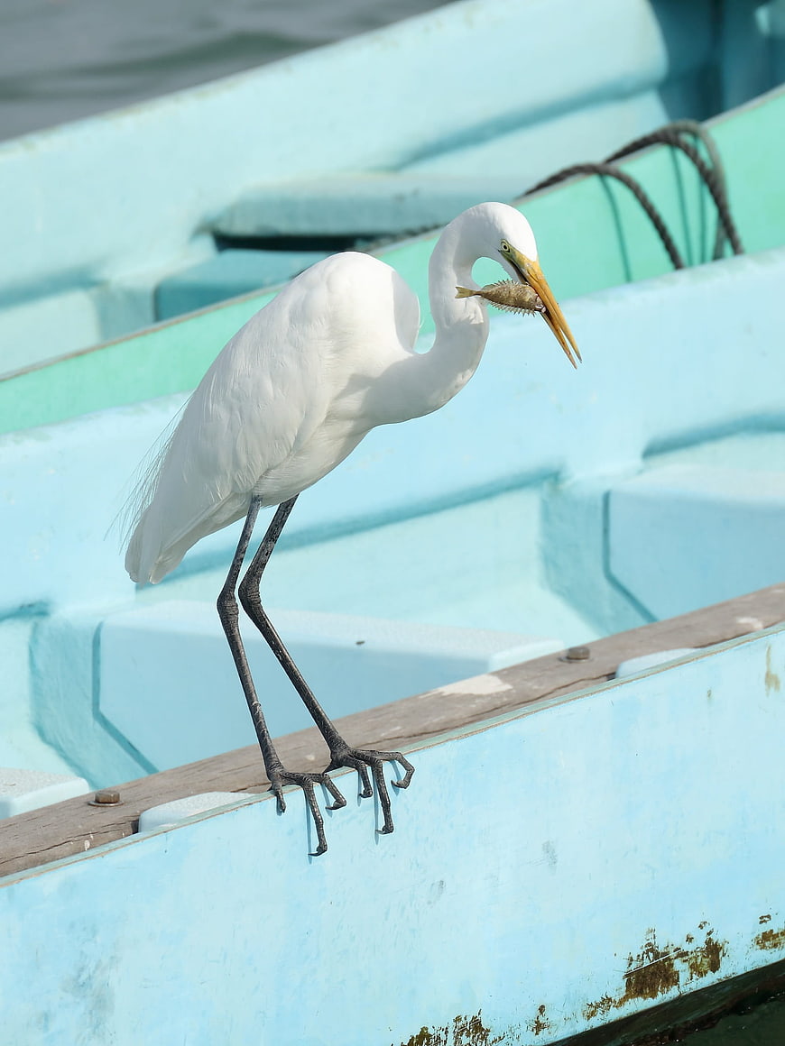 Great Egret Eating Fish on Blue Boat