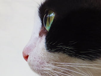 Close-up Profile of a Tuxedo Cat's Green Eye