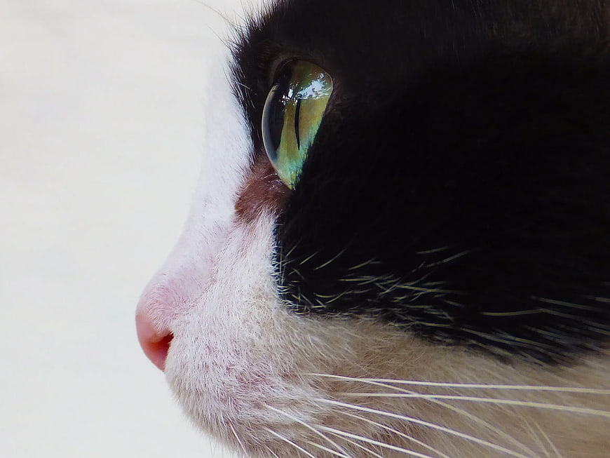 Close-up Profile of a Tuxedo Cat's Green Eye