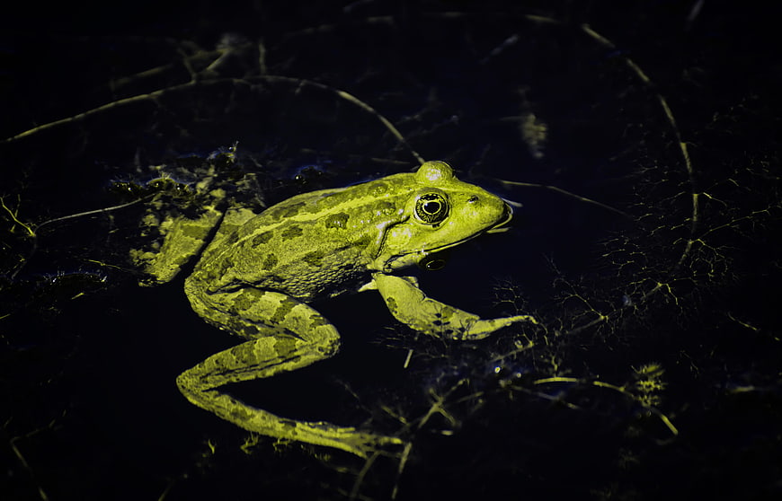 Green frog swimming in dark pond water at night