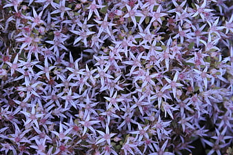 Close-up of dense cluster of small pink star-shaped flowers