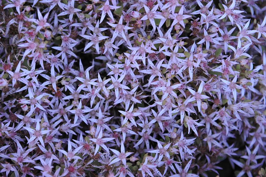 Close-up of dense cluster of small pink star-shaped flowers