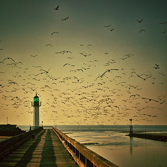 Lighthouse on Pier with Flock of Seagulls at Sunset