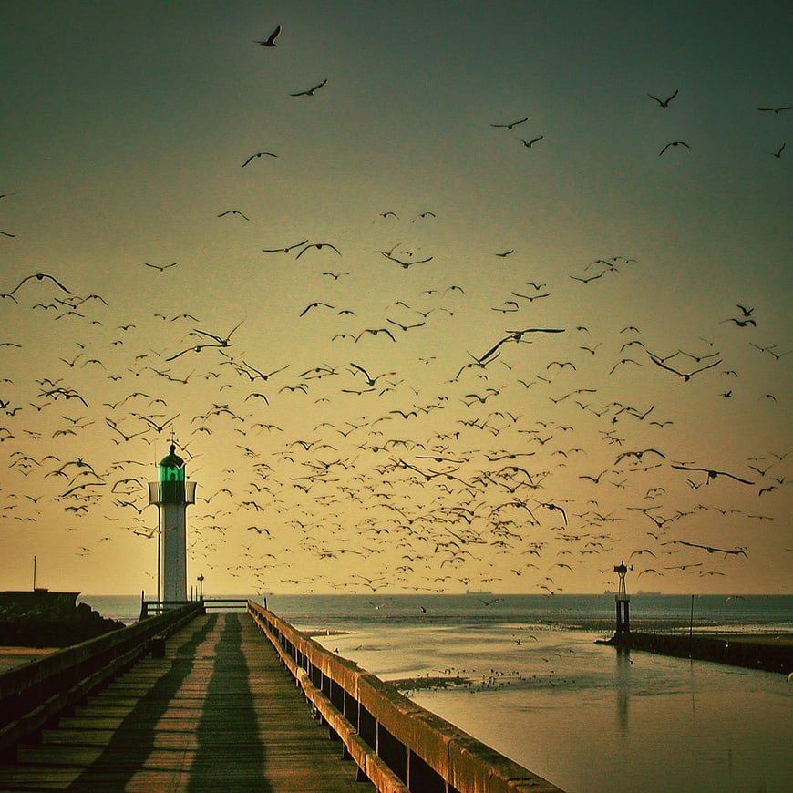 Lighthouse on Pier with Flock of Seagulls at Sunset