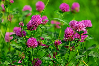Vibrant pink clover flowers blooming in a lush green meadow