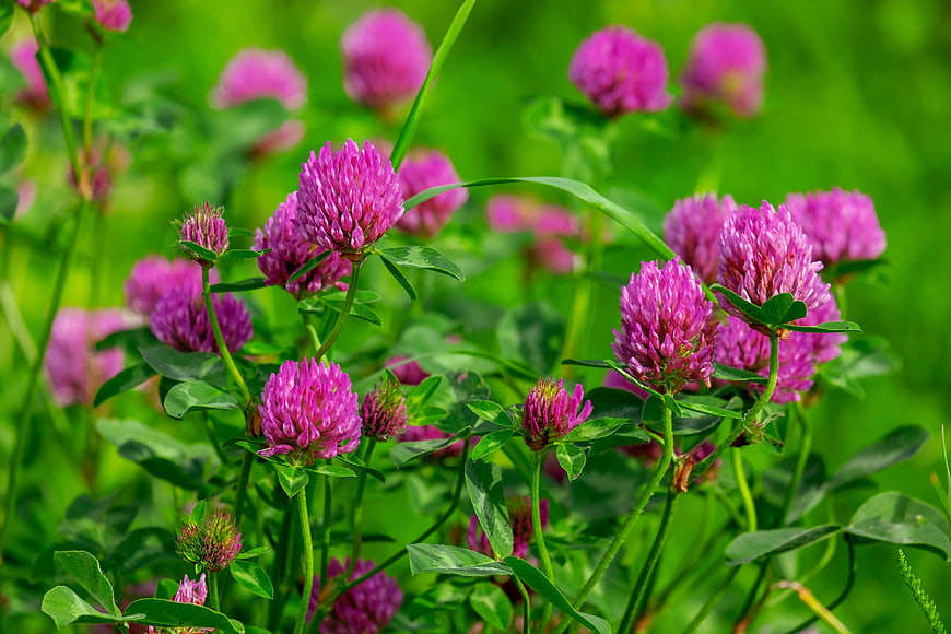 Vibrant pink clover flowers blooming in a lush green meadow