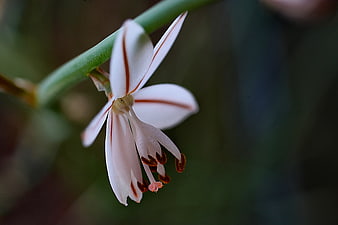Close-up of White Flower with Red Stripes on Green Stem