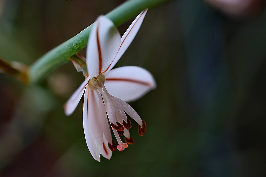 Close-up of White Flower with Red Stripes on Green Stem