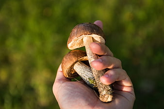 Hand holding two fresh porcini mushrooms in forest