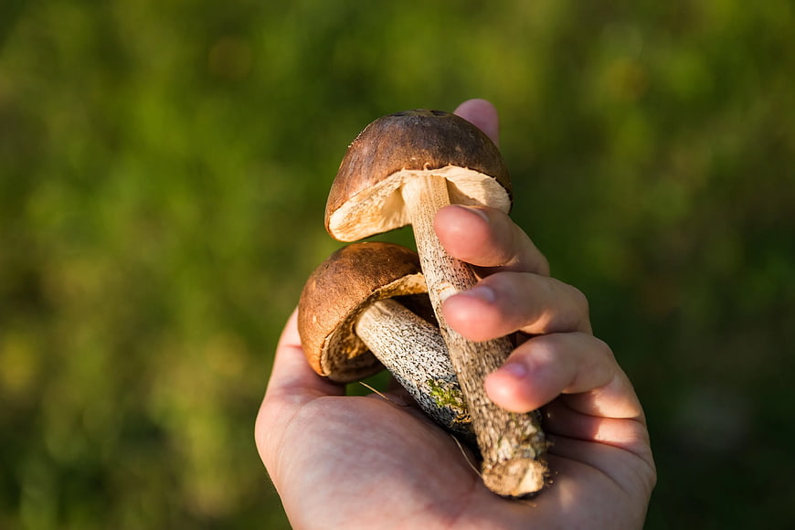 Hand holding two fresh porcini mushrooms in forest