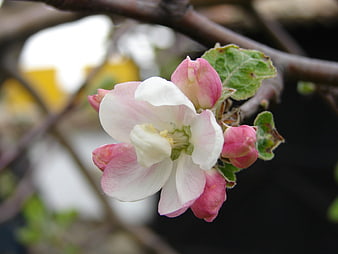 Close-up of Pink and White Apple Blossom on Branch
