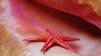 Red Starfish Resting Inside a Large Pink Shell