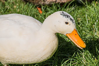 Close-up of white Pekin duck with orange beak on green grass