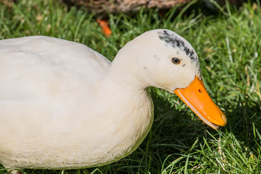 Close-up of white Pekin duck with orange beak on green grass