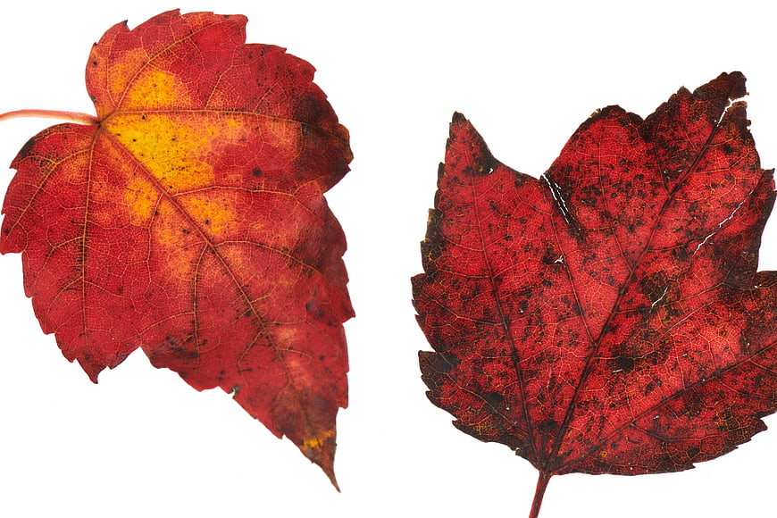 Two Red Autumn Maple Leaves on White Background