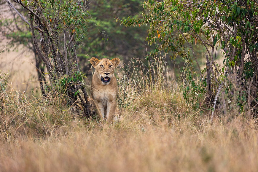 Lioness Walking Through Tall Grass in African Savanna