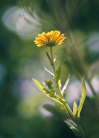 Yellow Calendula Flower in Sunlight with Green Background