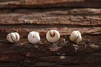 Four white seeds on rustic weathered wood surface