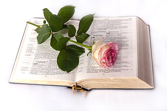 Pink Rose on Open Bible Pages