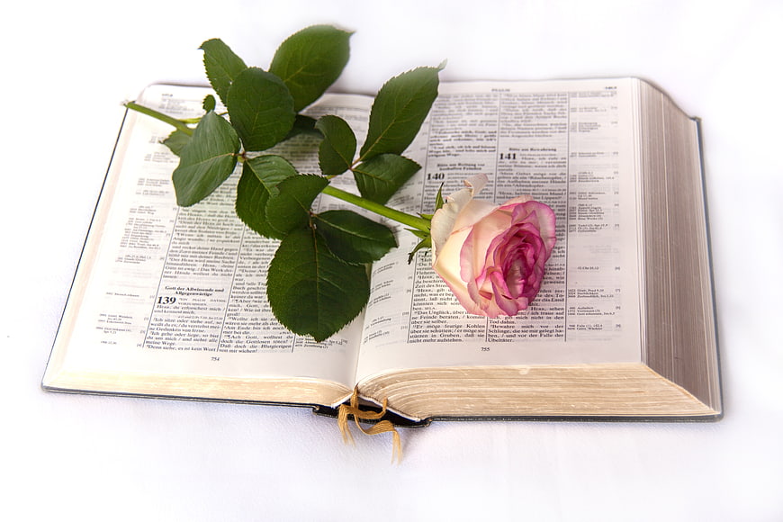 Pink Rose on Open Bible Pages