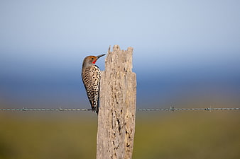 Northern Flicker perched on rustic wooden fence post