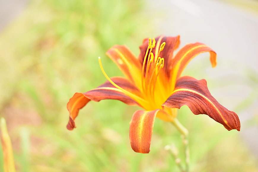 Close-up of vibrant orange daylily flower in garden