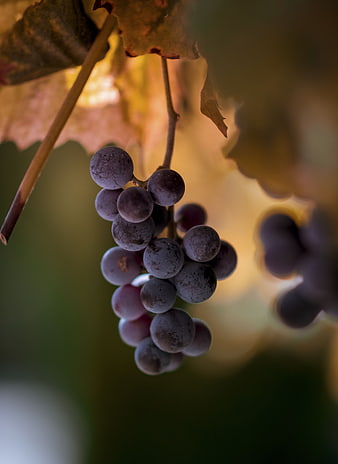 Close-up of ripe purple grapes hanging on vine