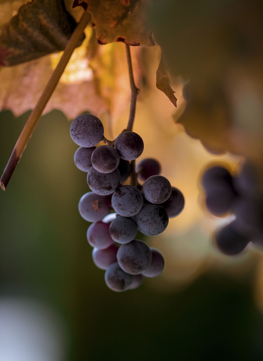 Close-up of ripe purple grapes hanging on vine