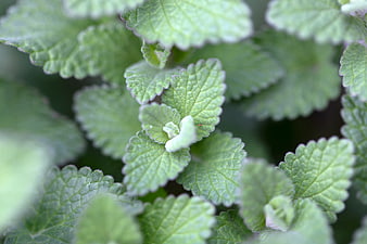 Close-up of fresh green mint leaves with detailed texture