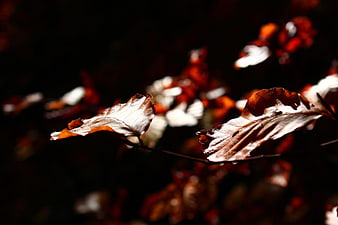 Backlit autumn leaves on dark background