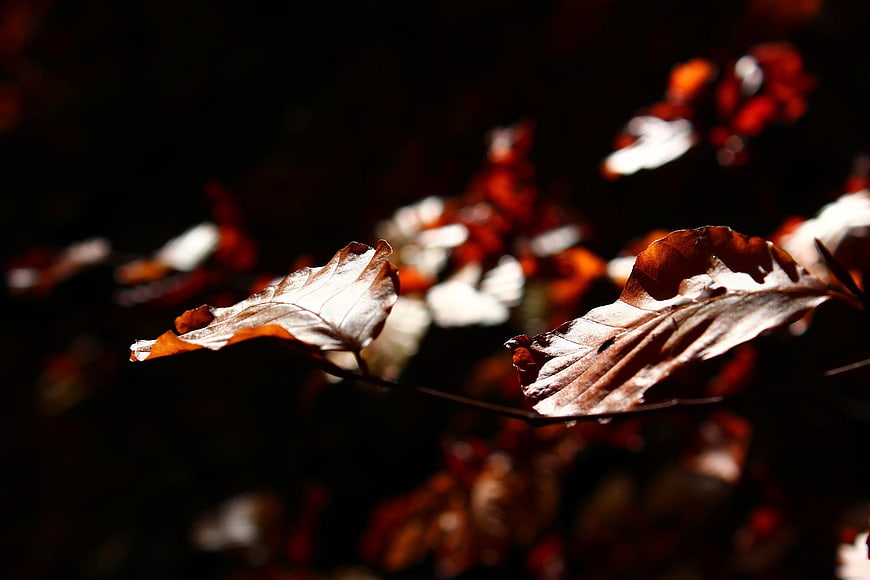 Backlit autumn leaves on dark background