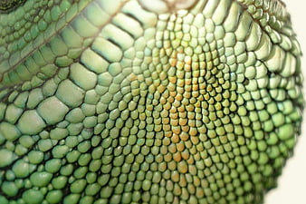 Macro Close-Up of Green Lizard Scales Texture
