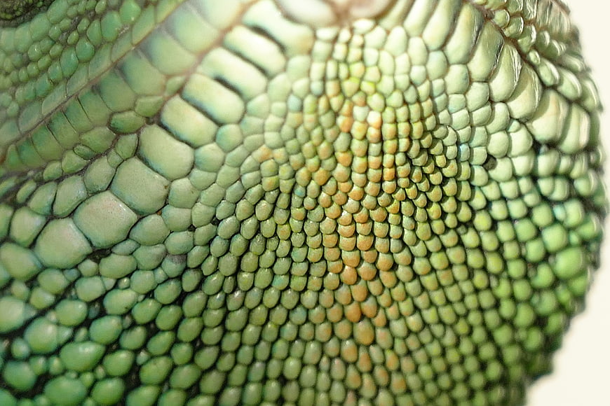 Macro Close-Up of Green Lizard Scales Texture