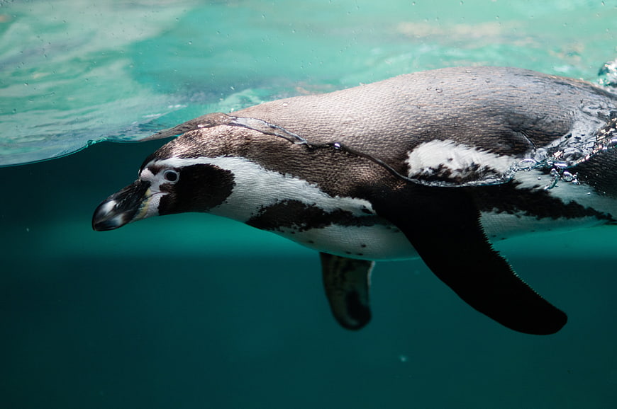 Underwater shot of a Humboldt penguin swimming in blue water
