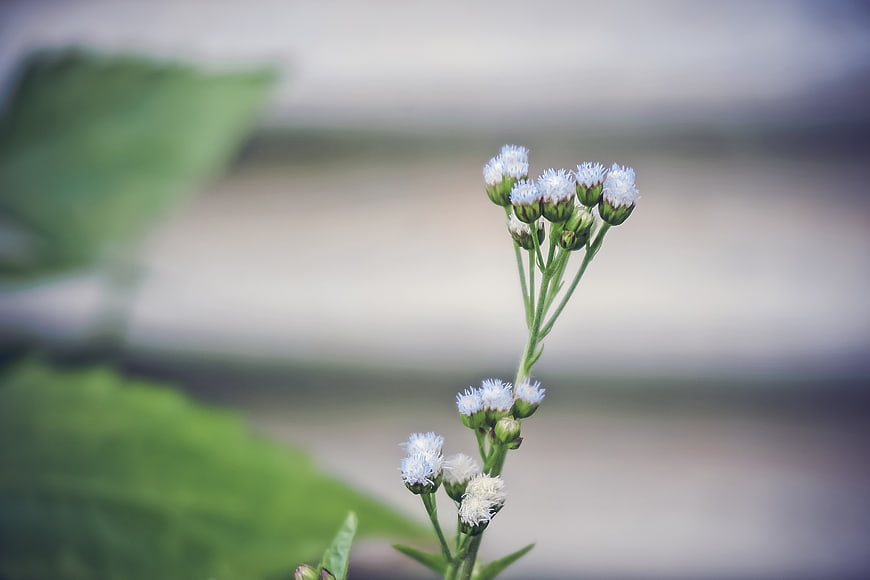 Close-up of delicate white wildflowers with blurred green background