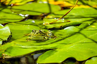 Green frog resting on lily pad in pond