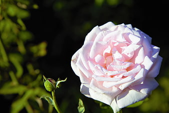 Close-up of delicate pink rose with blurred green background
