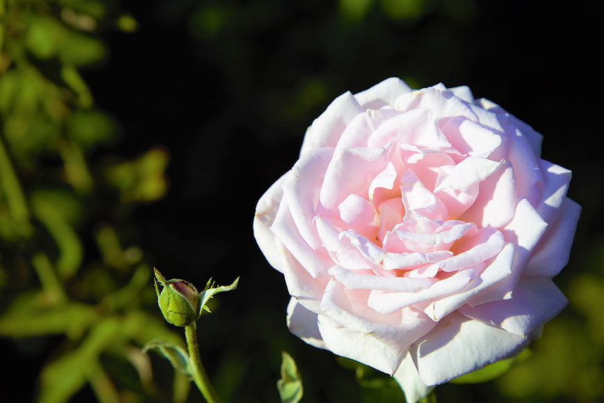 Close-up of delicate pink rose with blurred green background
